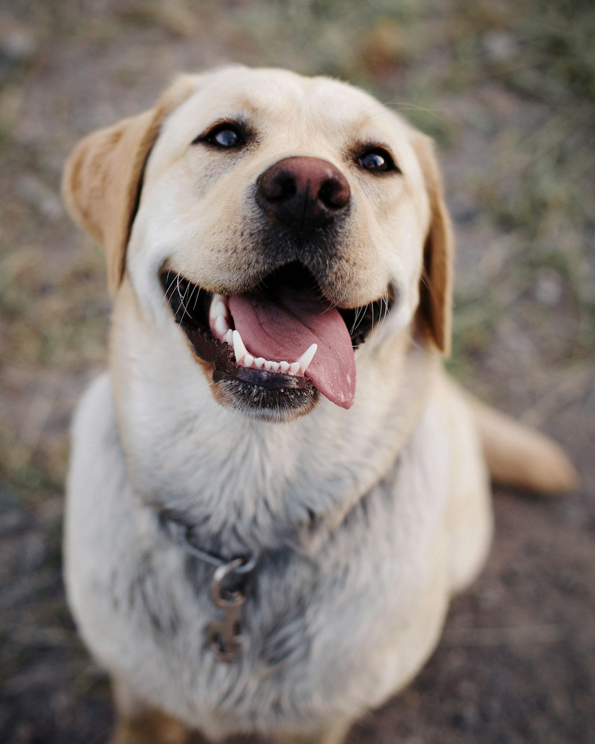 Uśmiechnięty labrador - Nowości