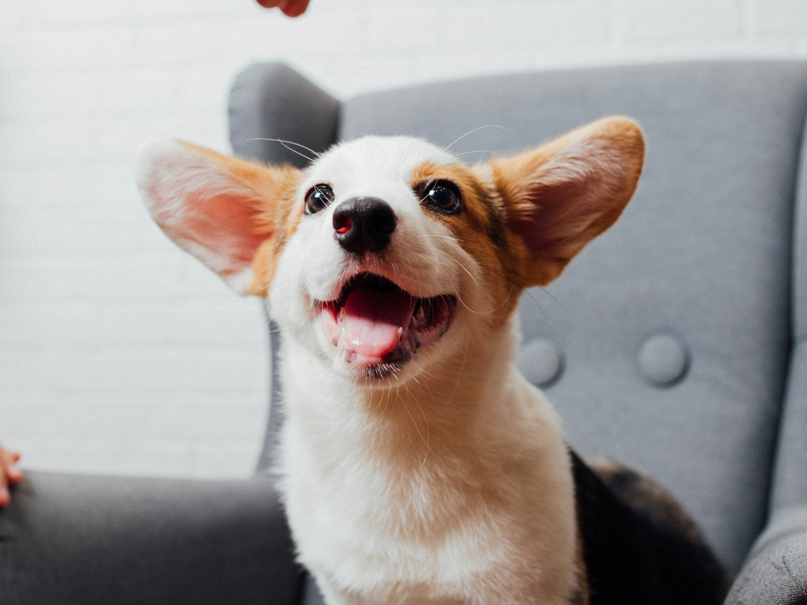 Radosny szczeniak corgi na fotelu