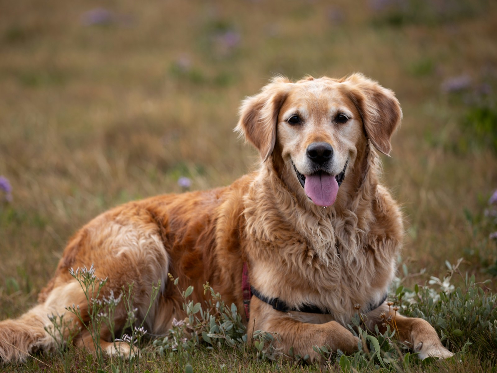 Golden retriever w bursztynowej trawie